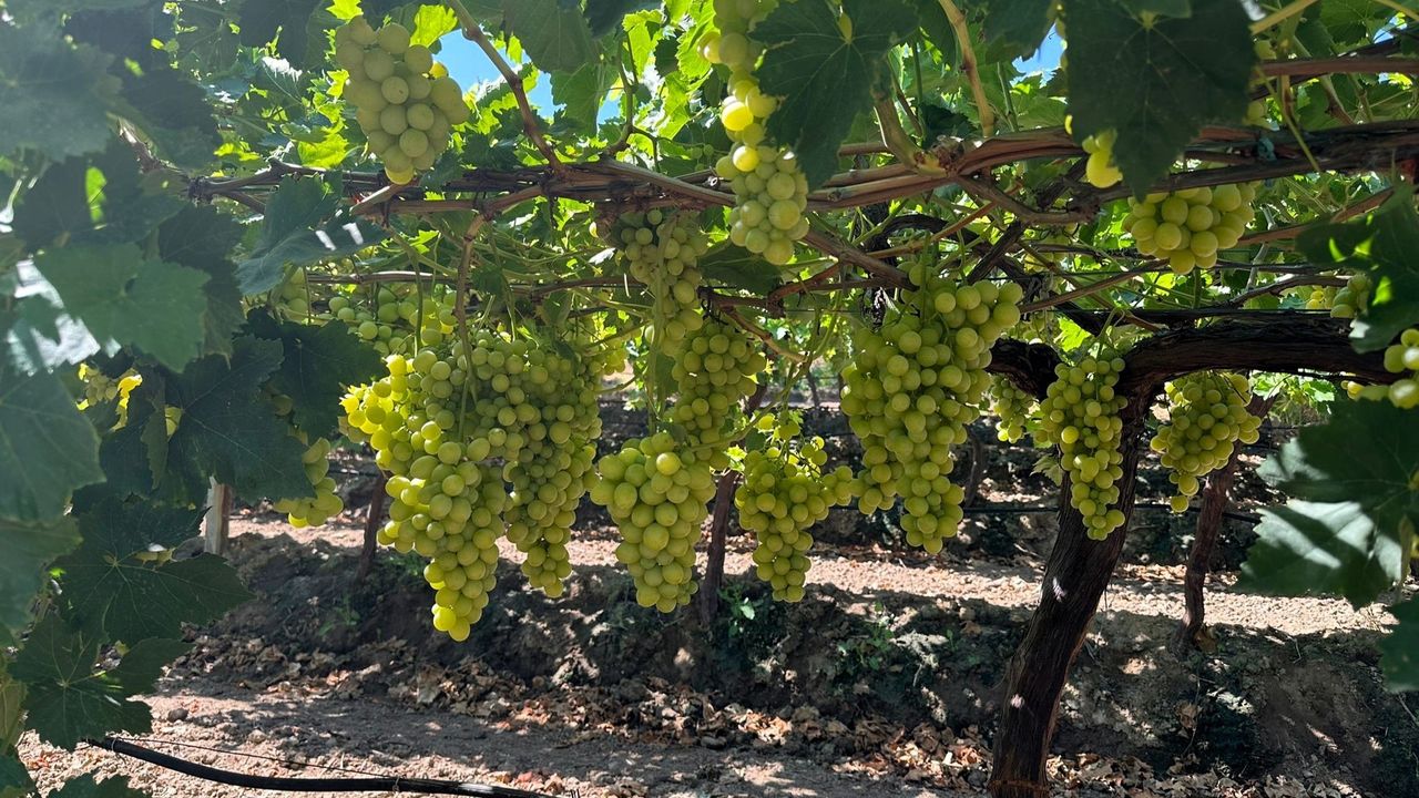 Superior Seedless üzüm çeşidi için ihraç tarihleri belirlendi - Manisa Kent Haberleri