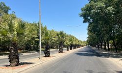 Salihli Belediyesi Site Caddesi’ni palmiye ağaçlarıyla yeşillendiriyor