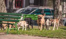 Sokak köpekleri ile ilgili yasa teklifinde önemli değişiklikler yapıldı