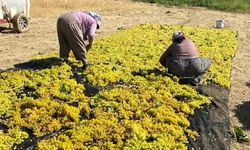 Manisa'da üzüm kurutma çalışmaları başladı