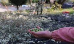 Turgutlu'da zeytinler ihtiyaç sahipleri için toplanıyor