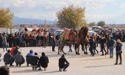 Saruhanlı'da deve güreşleri festivaline büyük ilgi