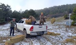 Spil Dağı'nda yaşayan yaban hayatı için yem bırakıldı