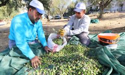 Turgutlu'da zeytinler ihtiyaç sahipleri için toplandı