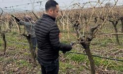 Bağ budama maliyetleri artınca çiftçiler çözümü kendilerinde buldu