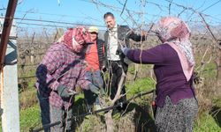 Manisa'da bağ budama işine kadın eli değdi