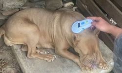 Manisa’da pitbull besleyen iki kişiye 304 bin lira ceza