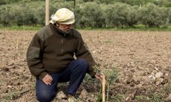 Yunusemre'de dağıtılan fidanlar toprakla buluştu
