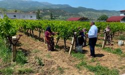 Manisa'da asma yaprağı sezonu açıldı
