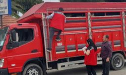 Salihli'de kurbanlık denetimi