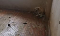 Manisa'da 12 köpekle yaşayan kadın gözaltına alındı