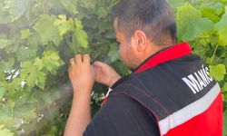 Manisa'da salkım güvesine karşı ilaçlama uyarısı