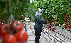 Türkiye'nin jeotermal sera alanı büyüyebilir