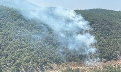 Manisa'da orman yangını