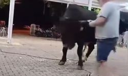 Kızgın boğa boynuz darbesiyle adamı yere serdi