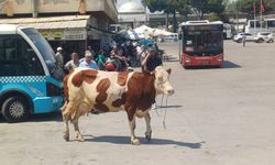 Manisa'da mezbahadan kaçan inek dehşeti: Otogarı birbirine kattı