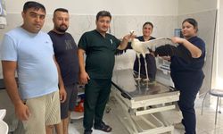 Manisa'da yorgun düşen leyleği esnaf kurtardı