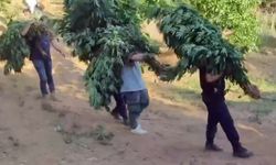 Alaşehir'de yasa dışı kenevir ekimine jandarma darbesi