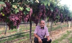 Manisa'da üzüm yevmiyeleri belli oldu