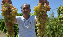 Manisa'da çilek üzümü hasadı