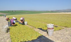 Manisa'da erkenci üzümde kurutma işlemleri başladı