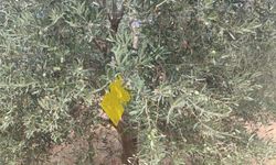 Manisa’da zeytin sineğine karşı ilaçlama çağrısı