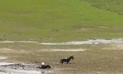 Katırlarını kurtarmak isterken kendisi de battı