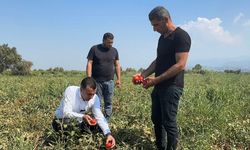 Manisalı çiftçinin mahsulü tarlada kaldı
