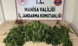 Bahçesinde kenevir eken şahıs tutuklandı