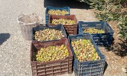 Manisa'da incir hırsızları suçüstü yakalandı