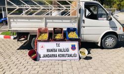Manisa'da incir çalan 5 kişi yakalandı