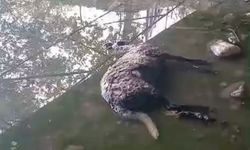 Manisa'da sokak köpekleri 3 koyunu telef etti