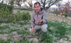 Manisa'da safran bitkisi yetiştirildi