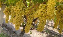Sarıgöl'de üzüm fiyatları dibe vurdu