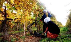Kış ayına rağmen Manisa'da üzüm hasadı devam ediyor