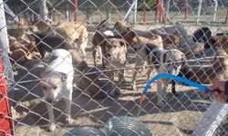 Sarıalan’da neler oluyor?