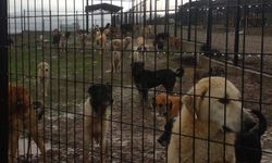 Yağmur sonrası Sarıalan'ın içler acısı görüntüsü