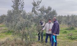 Manisa'da zeytin budama kursu başlıyor