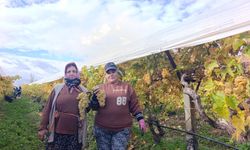 Aralık ayında üzüm hasadı sürüyor