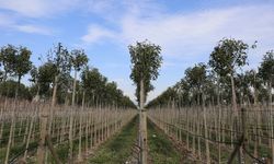 Muradiye Orman Çiftliği'nde 4 milyon fidan üretimi yapıldı