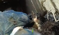 Kediyi poşete koyup çöpe attılar