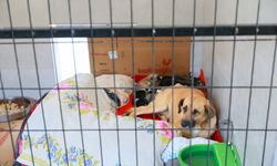 Manisa'da sahiplendiği iki köpeği sokağa atan şahsa 172 bin TL ceza