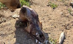 Köpekler açlıktan birbirini yedi