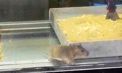 Börekçide mide bulandıran görüntü