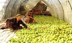 Manisalı çiftçilerden sezonun son domates hasadı
