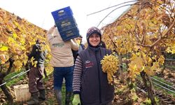 Yeni yıl üzümleri Manisa'dan yola çıktı