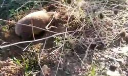 Yer altının gizemli canlısı Manisa’da ortaya çıktı