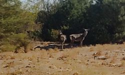 Spil Dağı'nda kızıl geyikler yeniden görüntülendi