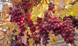 Yeni yılın üzümleri Manisa'dan yola çıkıyor