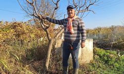 Manisalı çiftçilerden kış mesaisi